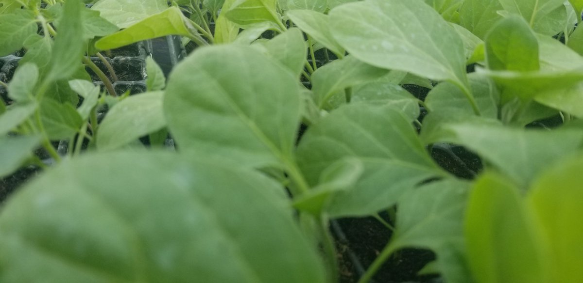 zealous_farmer's tweet photo. We have quality ready vegetable seedlings. Place your orders and we deliver ASP. Eat what you plant. We are @sure_happy . #PrioritizingFarmers. https://t.co/q3fmBPlxsw
