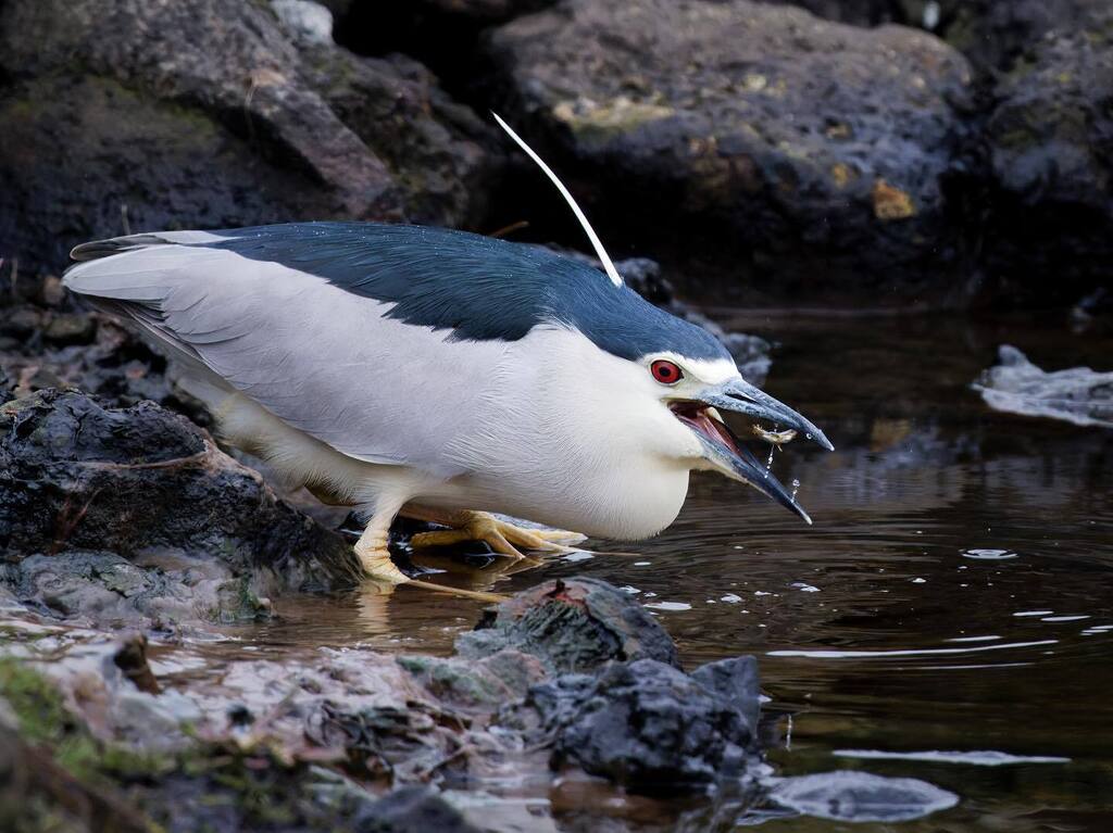 Night Heron, Loch Carnan on South Uist. Wasn’t in the plan but only 30 minutes away so rude not to 😀. #wildlifephotography #ukwildlifeimages #canonphotography @CanonUKandIE @ElyPhotographic #visitouterhebrides #lovescotland #birds instagr.am/p/Cq8zRZ7KoyM/