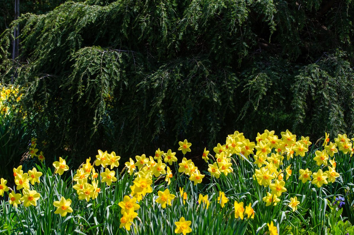 WaveHill's tweet photo. #BloomAlert! This week stunning daffodils are lighting up the gardens. https://t.co/FFccHYKB7n