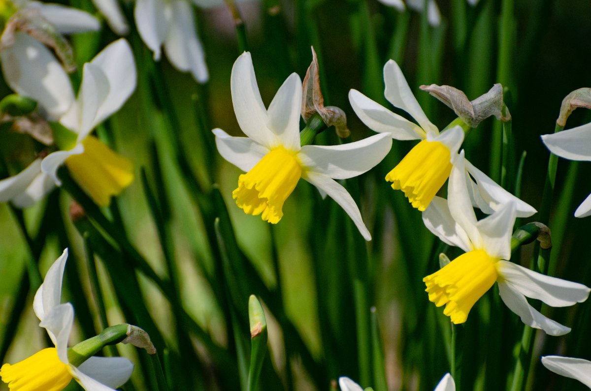 WaveHill's tweet photo. #BloomAlert! This week stunning daffodils are lighting up the gardens. https://t.co/FFccHYKB7n
