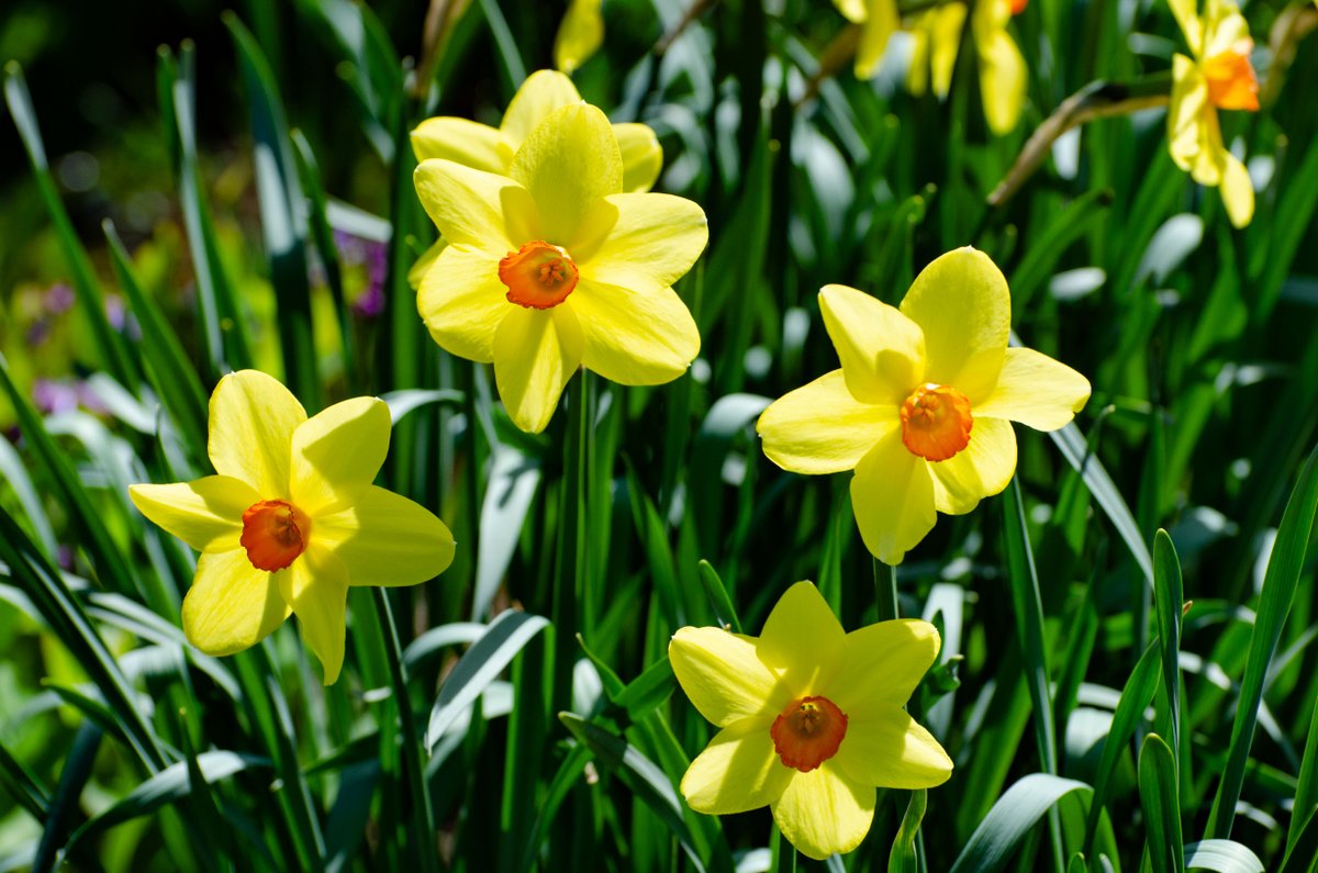 WaveHill's tweet photo. #BloomAlert! This week stunning daffodils are lighting up the gardens. https://t.co/FFccHYKB7n