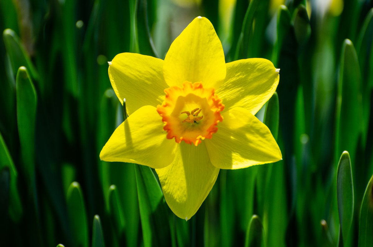 WaveHill's tweet photo. #BloomAlert! This week stunning daffodils are lighting up the gardens. https://t.co/FFccHYKB7n