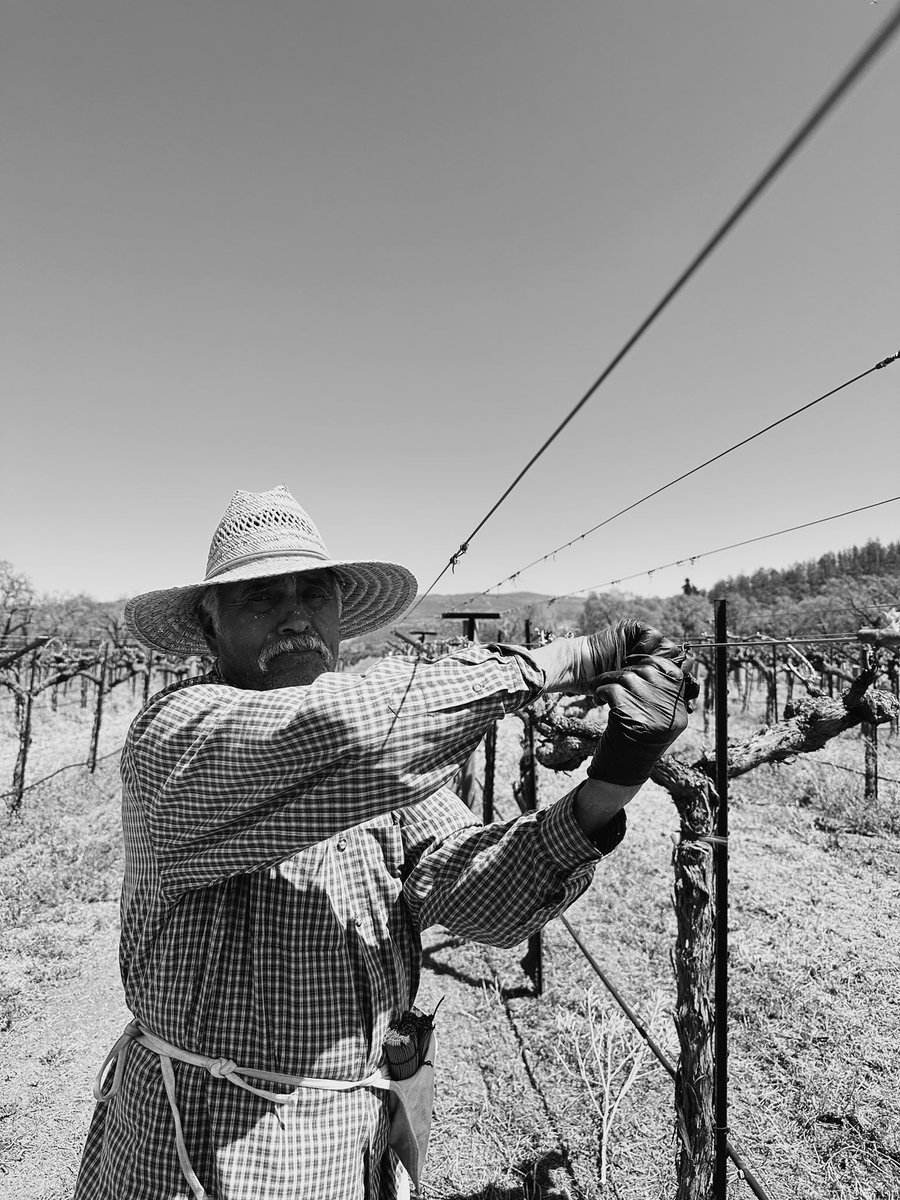 ParadigmWinery's tweet photo. A sneak peak at what is going on in the vineyard today 👀 The hard work behind every bottle. 🍇

Don Jose, his son Jose and Jorge 👋

#winetasting #napavalley #estategrown #estatewines #nationalsales #NapaValleyWine #vineyard #estatewine #organic #oakville #napavalley https://t.co/PdpLEOEoTU