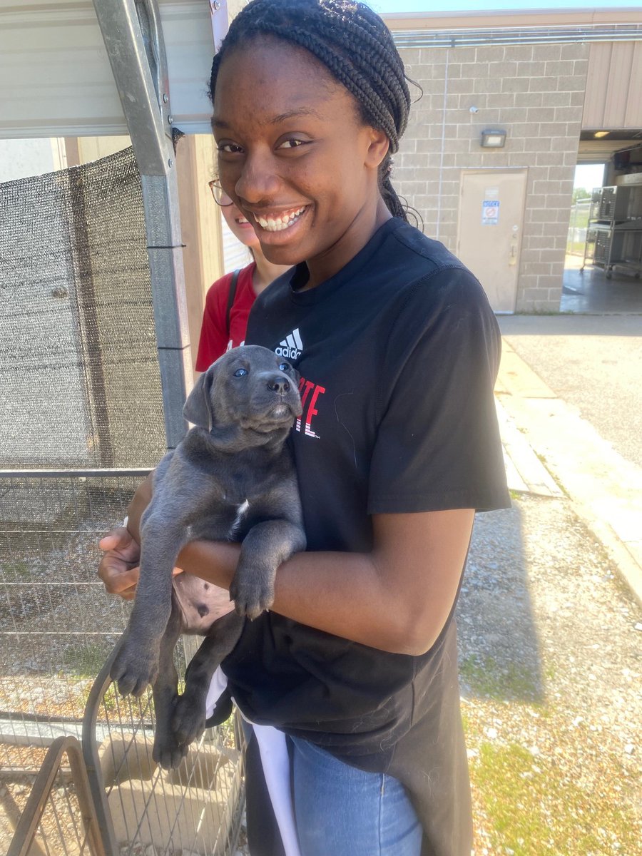 Arkansas State Volleyball 🏐 tweet media