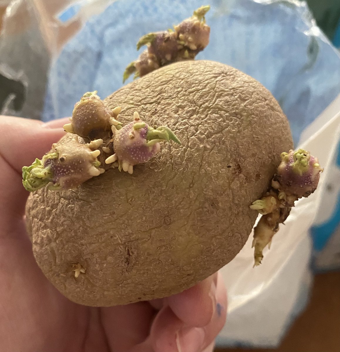 Fungible 👑 tweet media