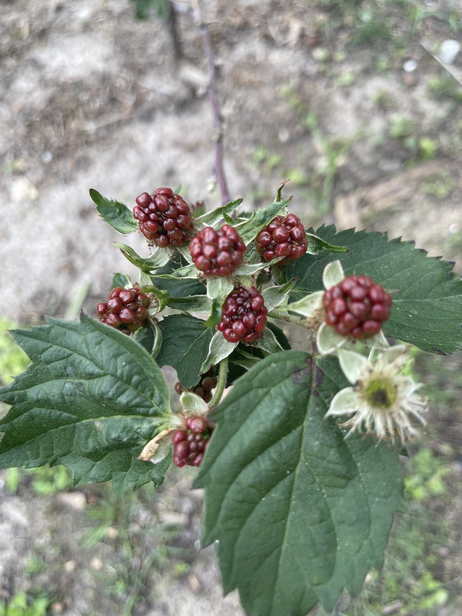 The Villager’s garden club did an amazing job today, identifying plants in the butterflies 🦋garden!! <a href="/doccbstewart/">Cedric Stewart (He/ Him)</a> <a href="/ms_nholmes/">NaTonya Holmes</a> 
<a href="/GeekSquad5000/">B. Honore' M. Ed.</a>
#WeAreJHA