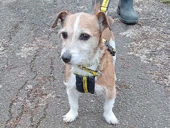 Please retweet to help Jenny find a home #BASILDON #ESSEX #UK Jack Russell Terrier aged 11. She's looking for an adult home as the only pet. Jenny will want to meet her family a few times before going home. DETAILS or APPLY 👇dogstrust.org.uk/rehoming/dogs/…… #dogs