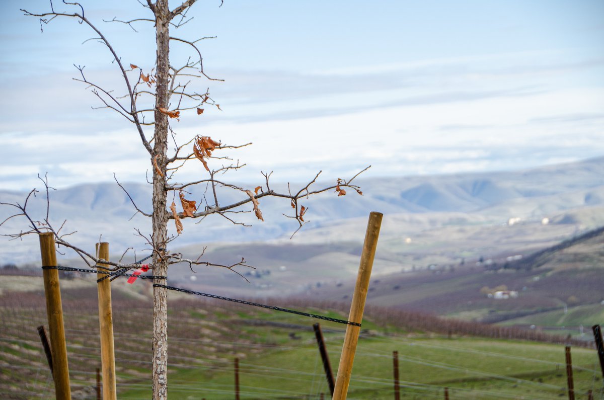 3Mile_Vineyard's tweet photo. Our tree planting mission is complete!
We’ve planted, staked, and mulched 190 oak trees throughout the property.
Over the next few years, these tree will develop their root system provide them with a foundation to grow. 
#vineyard #oaktree #treeplanting #progress #growing #kubota https://t.co/gq3m28loZ3