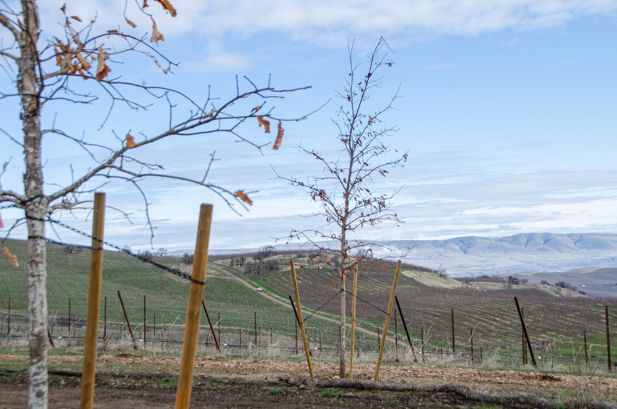 3Mile_Vineyard's tweet photo. Our tree planting mission is complete!
We’ve planted, staked, and mulched 190 oak trees throughout the property.
Over the next few years, these tree will develop their root system provide them with a foundation to grow. 
#vineyard #oaktree #treeplanting #progress #growing #kubota https://t.co/gq3m28loZ3