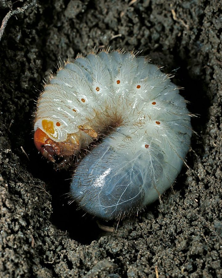 Soil bioacoustics are opening our ears to the amazing wildlife underground-- and who knew termites were 1.5% of GHG emissions!  buff.ly/3Uywq5z