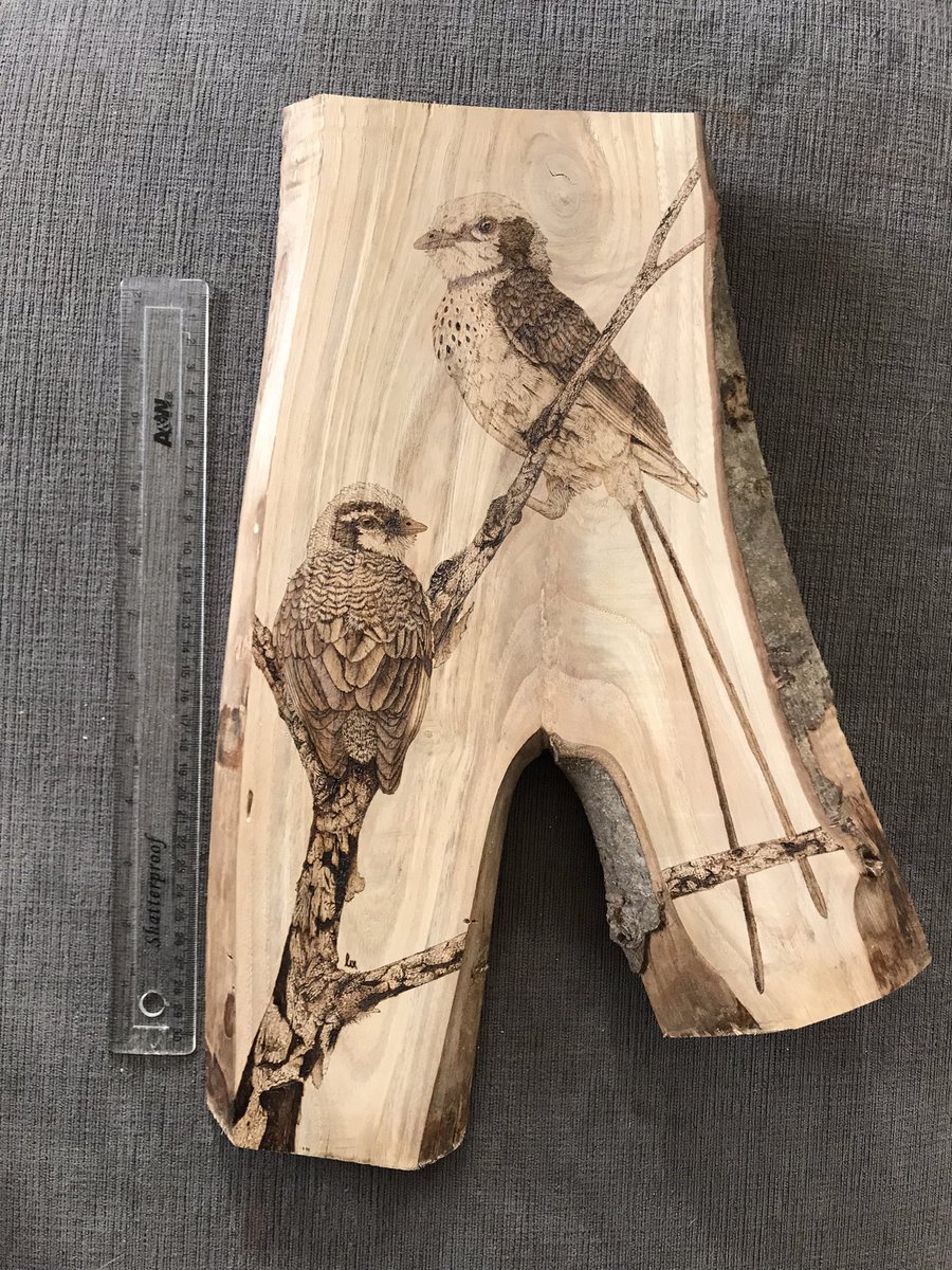 Junornis houi in life size WIP. I’ve finished the burning and need to stain and seal it now. :)