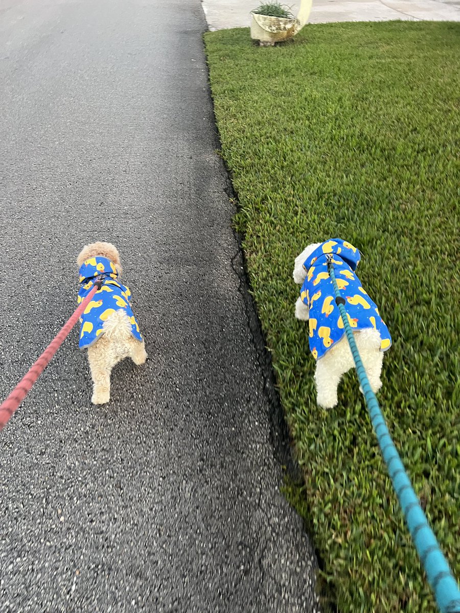 Dogs4FL27's tweet photo. After all the rain &amp; flooding for 3 days straight in South Florida, we take back all the fun we made of our hooman for buying us raincoats 🐶 https://t.co/IJbrd8ofME