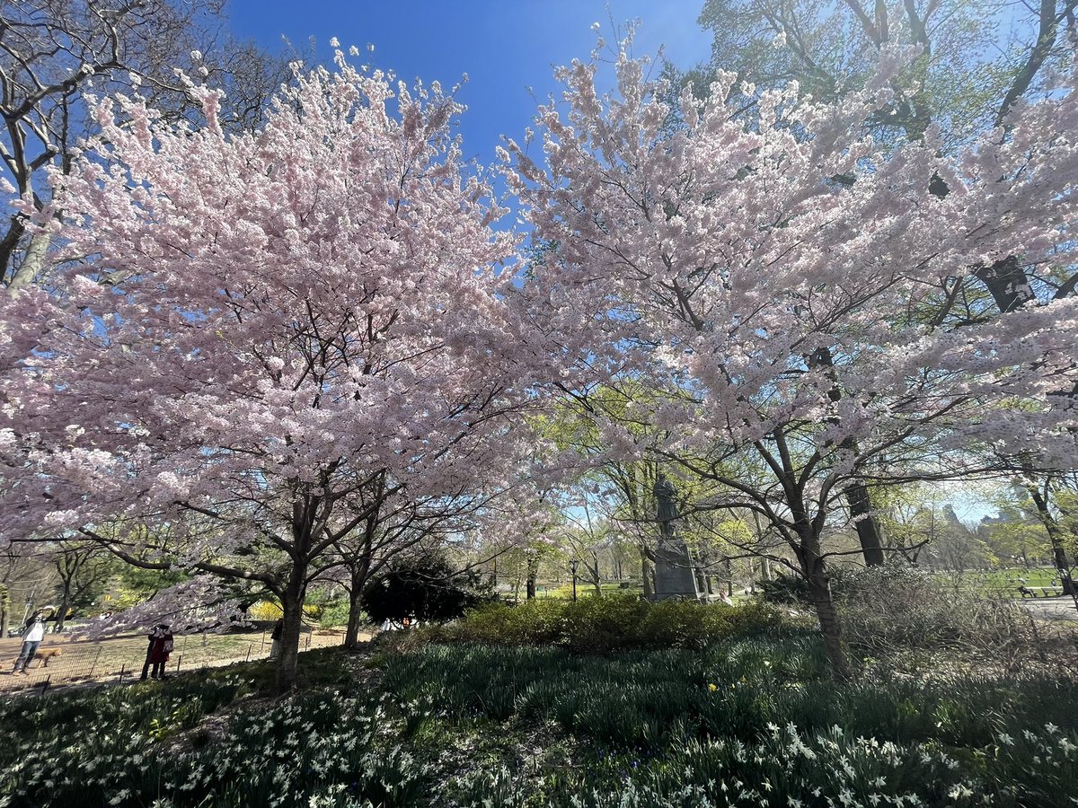 Walking through the park and seeing these beautiful cherry blossoms made my day - Happy spring! #WellbeingWednesday #grateful