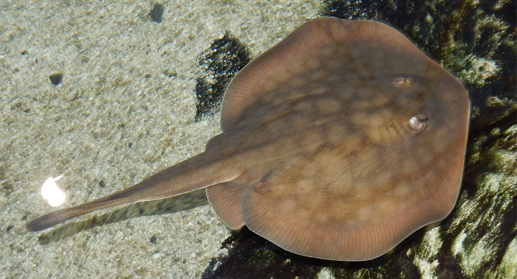 Proyecto Puente tweet media