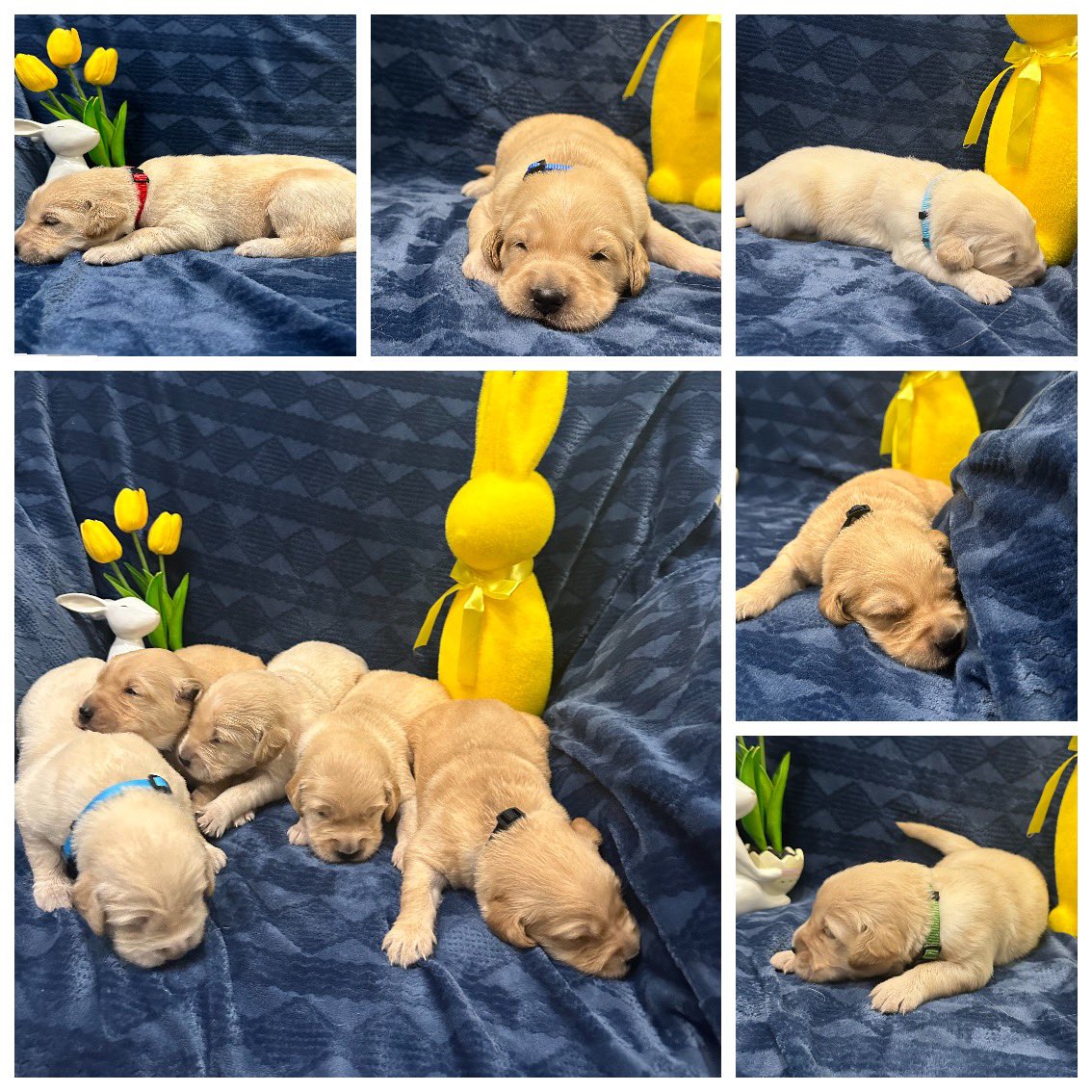 SQGregory's tweet photo. Golden Retriever AKC registered will be ready in May have a few left. https://t.co/s5ei5KFD87