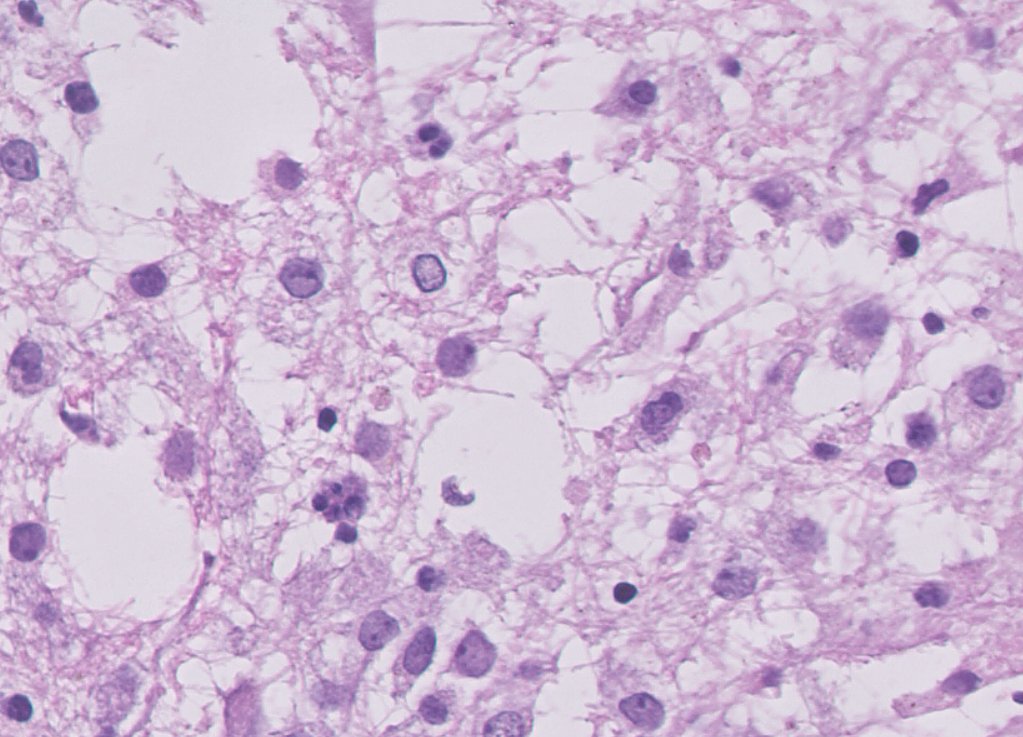 Felipe D'Almeida tweet media