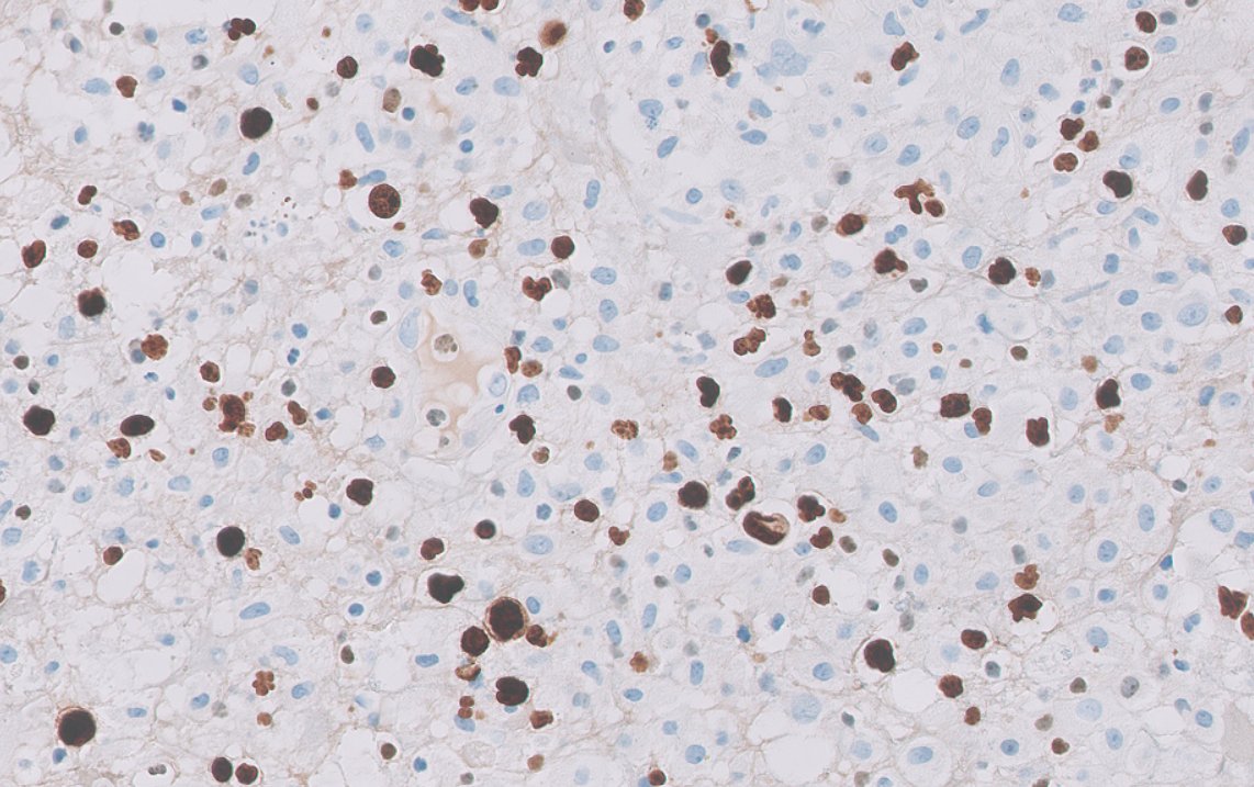 Felipe D'Almeida tweet media