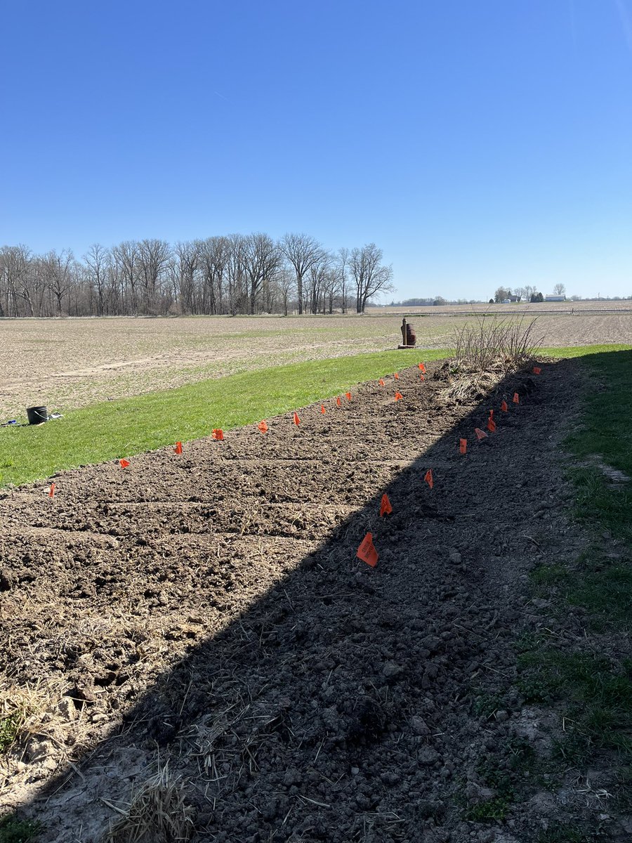 Start of my own #plant23 today ☀️🌱