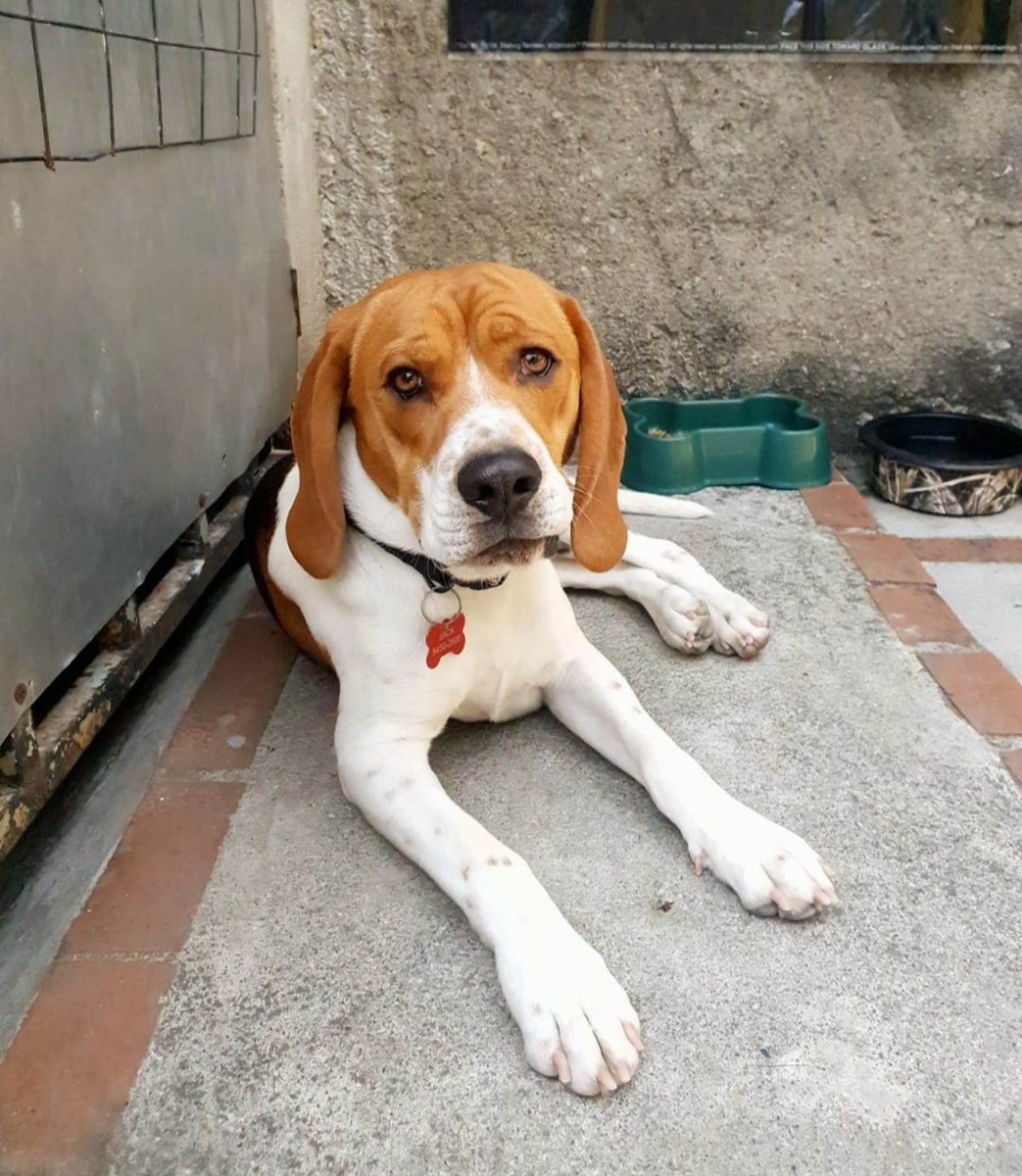 guatexanimales2's tweet photo. Caso 111-2023  🐕🐾 Bacon es un beagle macho de un año muy juguetón, hiperactivo sus dueños se fueron del país, y nos piden apoyo para buscarle una fam que tenga espacio y lo saquen a caminar o correr por la energía que tienen, pide tu formulario 🐕🐾
#AdoptaYSalvaUnaVida https://t.co/oJXFYVhzYc