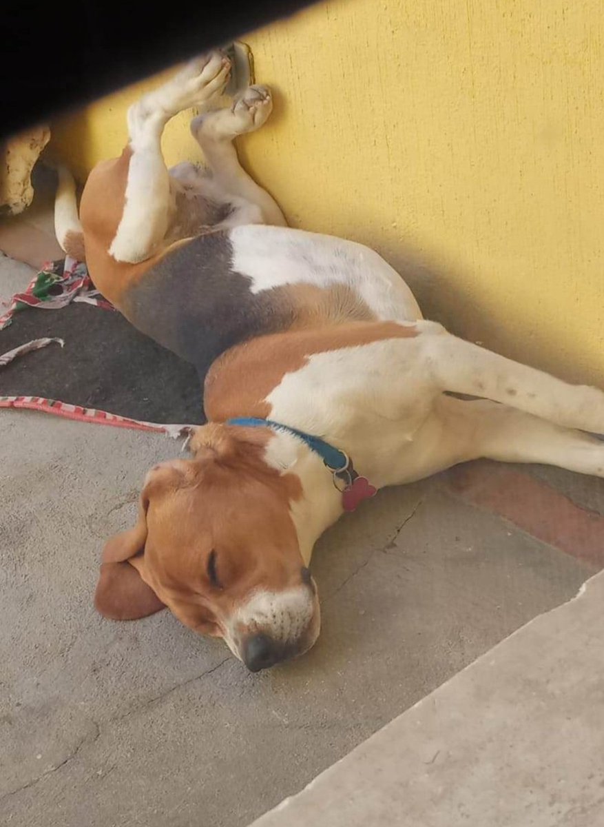 guatexanimales2's tweet photo. Caso 111-2023  🐕🐾 Bacon es un beagle macho de un año muy juguetón, hiperactivo sus dueños se fueron del país, y nos piden apoyo para buscarle una fam que tenga espacio y lo saquen a caminar o correr por la energía que tienen, pide tu formulario 🐕🐾
#AdoptaYSalvaUnaVida https://t.co/oJXFYVhzYc