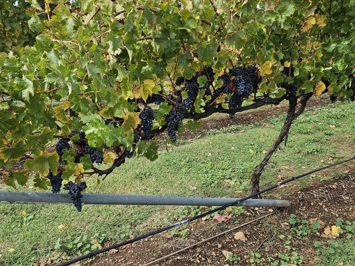 Andrew Sloman on Twitter "Early Gather Round observations. Coonawarra