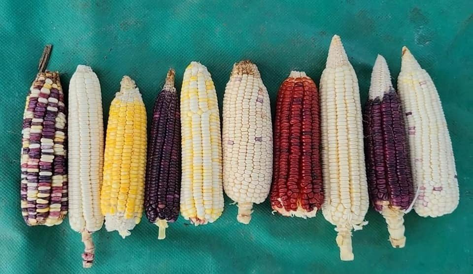 La Red de Campesinos Guardianes del maíz nativo (RegMaíz) es una organización integrada por familias campesinas del estado de Guerrero (México) que promueven desde hace más de una década la selección, mejoramiento y conservación de semillas nativas procedentes de la milpa.