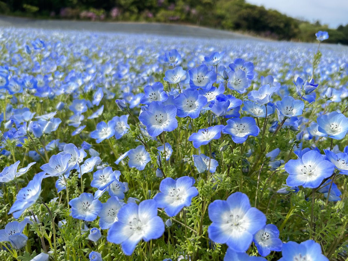 shimacity_jp's tweet photo. #志摩市観光農園 では、春の花である #ネモフィラ が現在見ごろです👏

緩やかな丘一面に広がったネモフィラは、青の絨毯のような光景で、とても癒されます☺️

素敵な写真が撮れるフォトスポットもありますよ📸🤳

開園期間：5月7日（日）まで ※開花状況により変更されることがあります https://t.co/UTObmuskJp