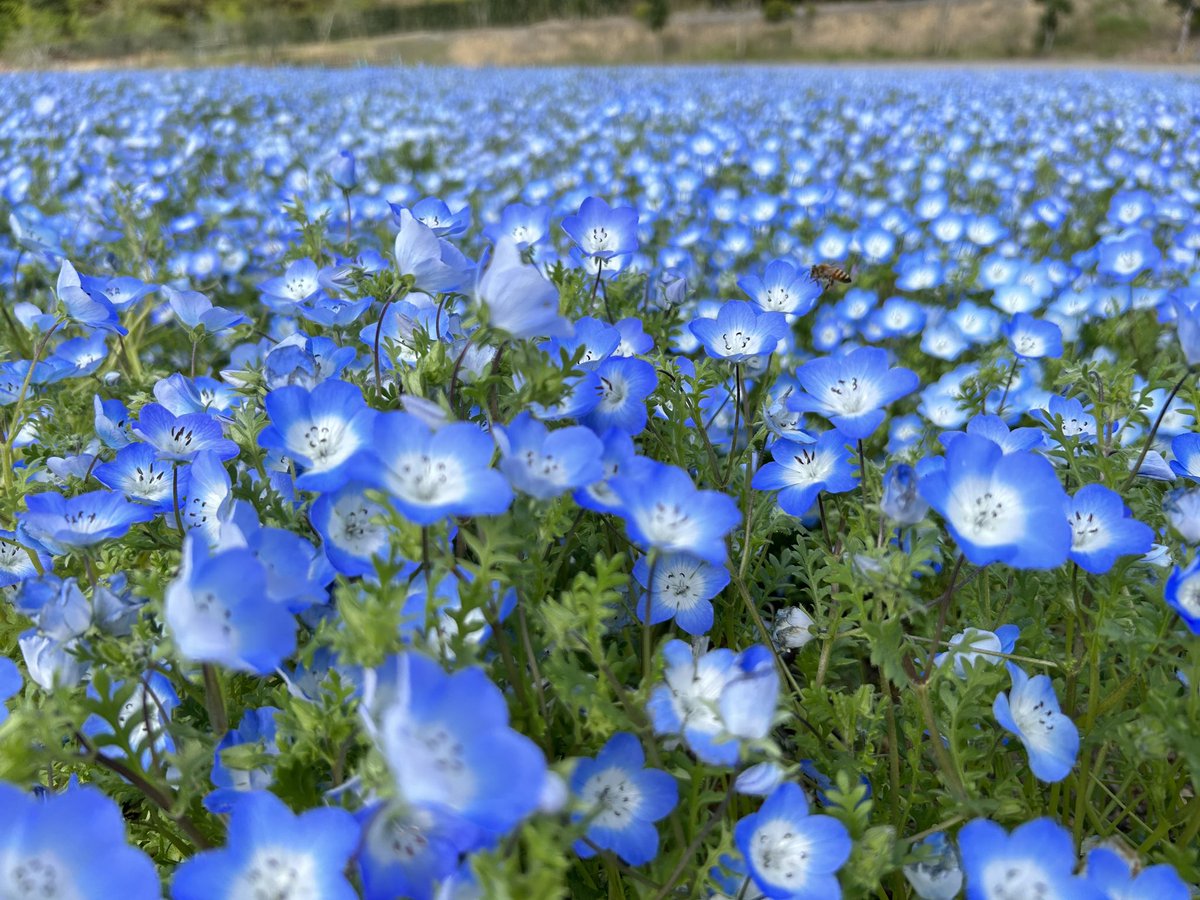 shimacity_jp's tweet photo. #志摩市観光農園 では、春の花である #ネモフィラ が現在見ごろです👏

緩やかな丘一面に広がったネモフィラは、青の絨毯のような光景で、とても癒されます☺️

素敵な写真が撮れるフォトスポットもありますよ📸🤳

開園期間：5月7日（日）まで ※開花状況により変更されることがあります https://t.co/UTObmuskJp