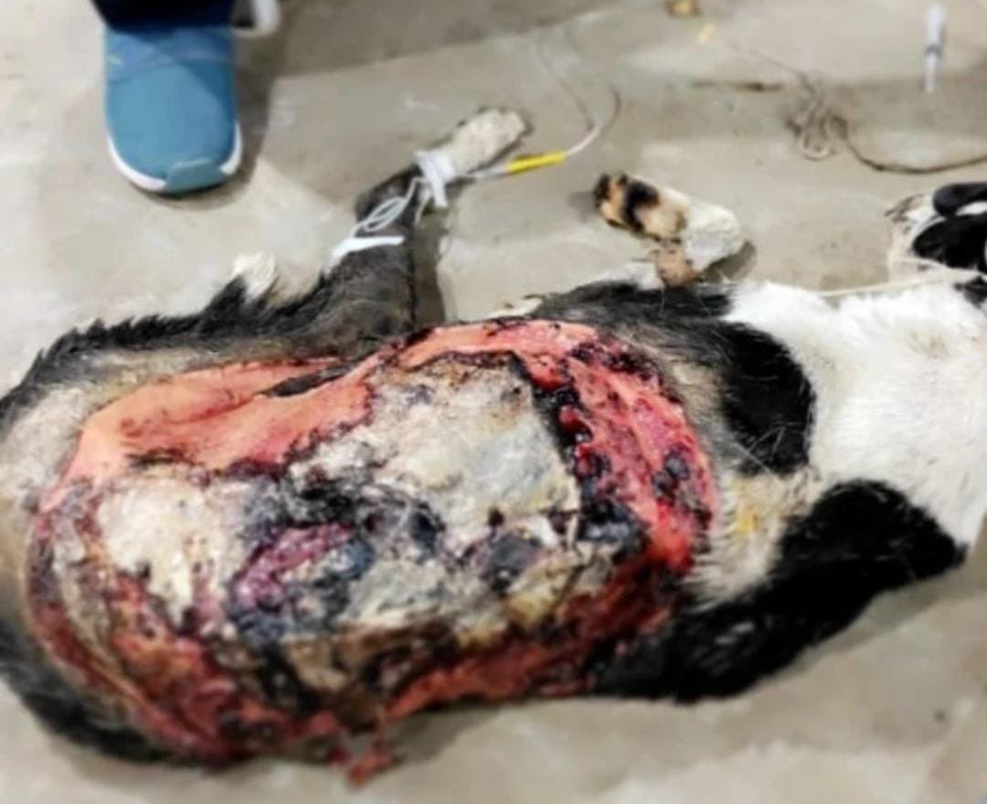 HelpingHandsahm's tweet photo. Urgently fundraising ( 9,000/- ) for churro burn case 😞, rescued 👏 and under treatment, please help us to save
Paytm/phonepe:- 91732 38932
PayPal:- Dhruvmaddy94@gmail.com

HDFC ACCOUNT NUMBER :
50200062039662
ACCOUNT NAME: helping hands charitable trust
IFSC CODE : HDFC0001288 https://t.co/zFOkBhIEHa