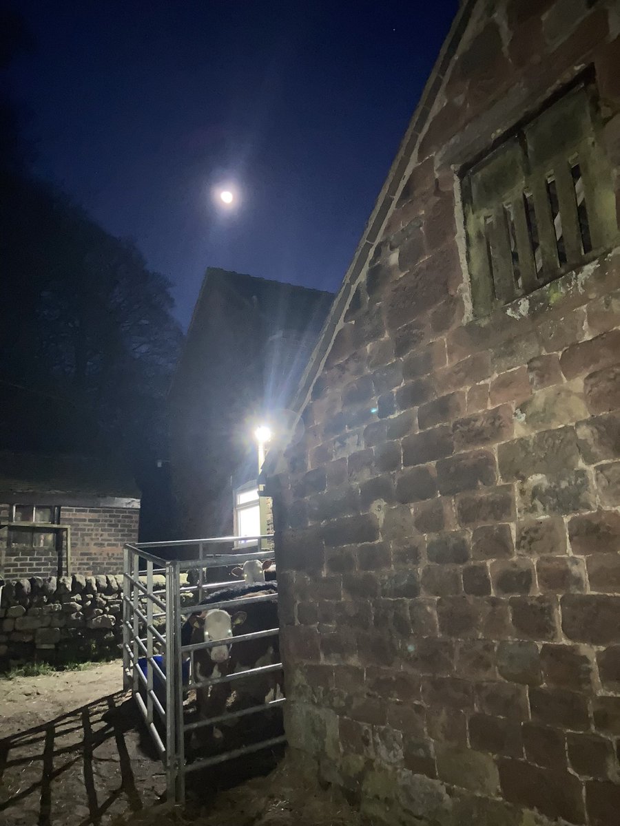 bernardsfarmuk's tweet photo. Lambing. That time of year when you get up before you have even gone to bed. Calves always up for a midnight snack though.
๐ ๐ฅฑ ๐ด ๐คช#EatSleepFarmRepeat https://t.co/FheB2n5fhx