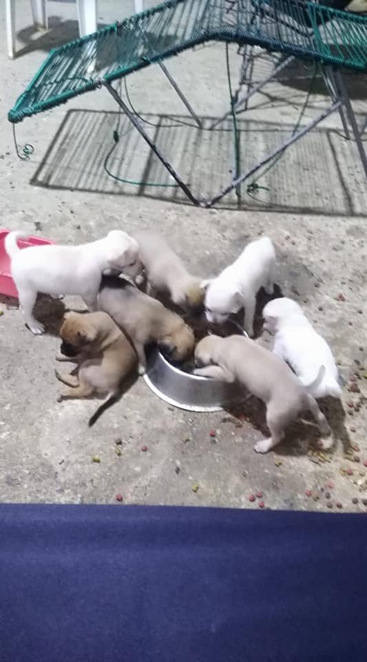 CIUDADANOSINFO_'s tweet image. #Acapulco
Nos hacen llegar este #ServicioSocial en el cual se pide a quién esté interesado en adoptar un cachorrito de raza pequeña son cruza,  puede marcar al teléfono  para más información 7441240995 #CiudadanosInformados