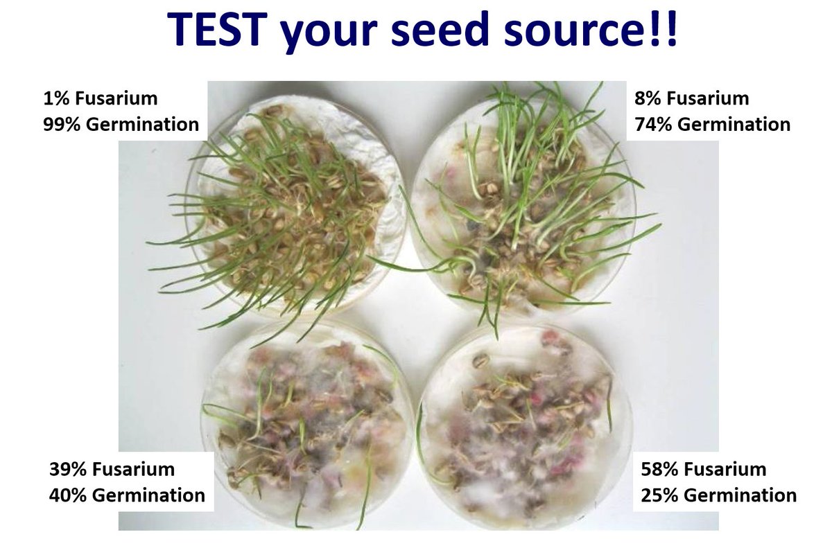 omexag's tweet image. Knowing what on that seed (#FungalScreen) and what's in it (#NutrientDensity) provides you an indication regarding the combination of #SeedTreatment and #Primer from #OmexCanada to use for #Plant23. Contact your local #AgRetailer or DM your #OmexRep for info. #Primers