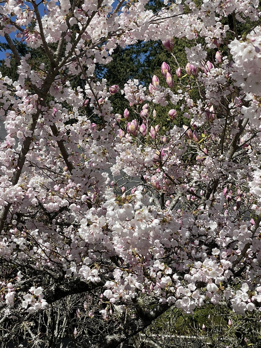 roman958's tweet photo. Spring has arrived tu UBC Campus https://t.co/MWGGBysCgz