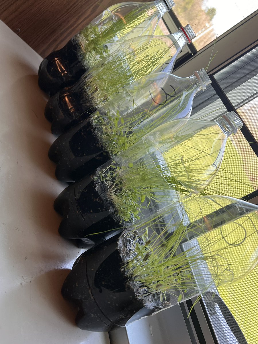 PSDMrsLandis's tweet photo. Our organisms arrived today and are ready to “move in” to the ecosystems we have created for them!!! 🐟 🐜#HandsOnScience @PSDGrasse @PennridgeSD https://t.co/Zxr459TKeC