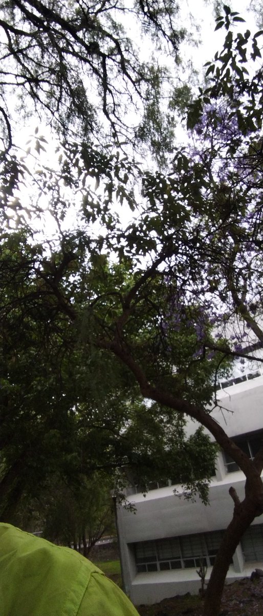 Alfre1007mar's tweet photo. imaginando el árbol frutal  del ejemplo!! #EVPS23 esa comunidad necesita manguitos https://t.co/XJxWg60V9K