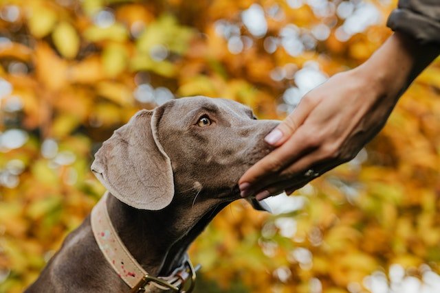 Did you know that dogs can detect some types of cancer with their powerful sense of smell? Learn about the amazing abilities of our furry friends and how they're helping in the fight against cancer. #DogHealth #CancerDetection #PetLovers #WednesdayMotivation #dogs #dogsoftwitter