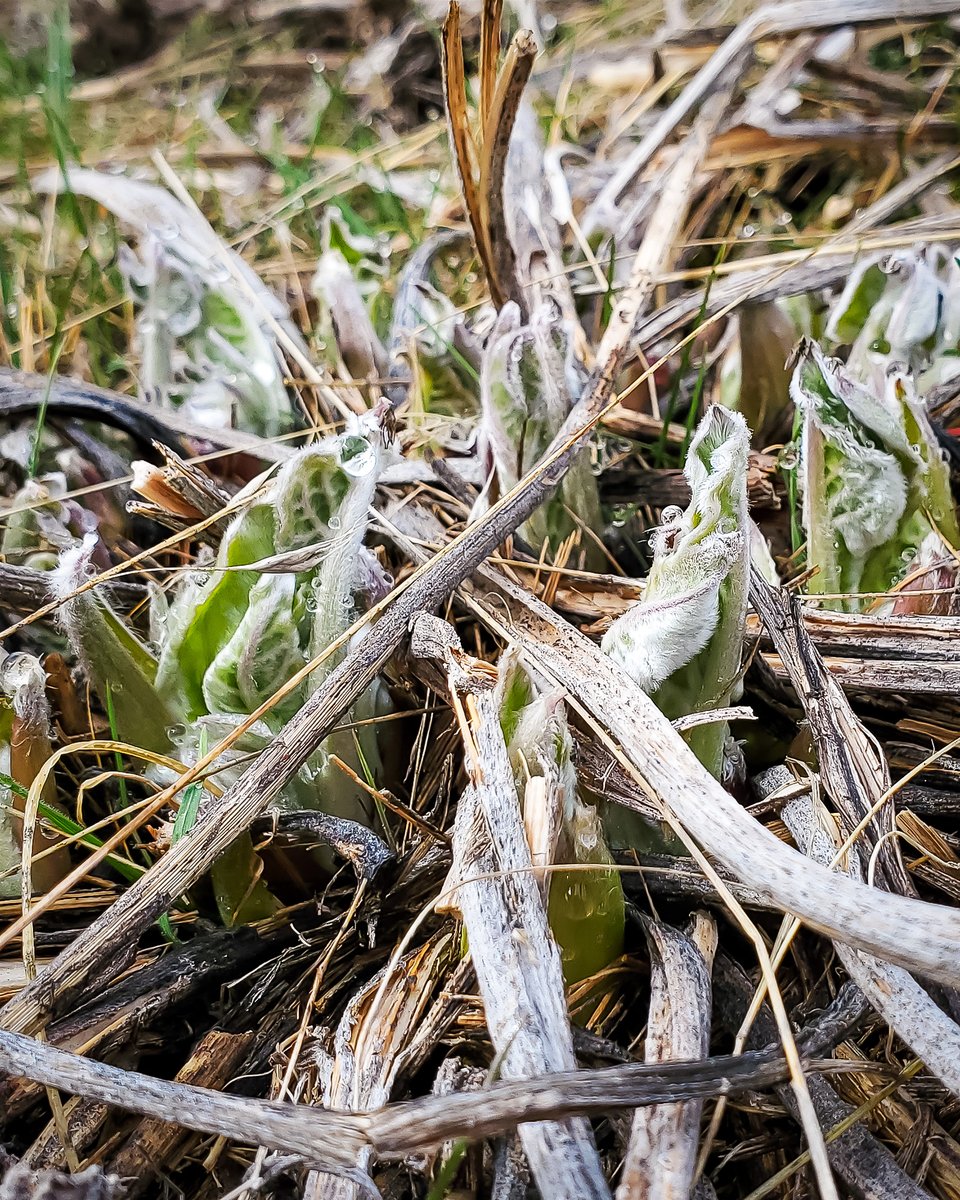 Arrowleaf Balsamroot (Balsamorhiza sagittata) just starting to emerge from the soil in the Bitterroot Valley. This #wildflower is powerful in form and color on the landscape. Follow this link for views of plant when in bloom April through June: x.com/Cypseloides/st…
