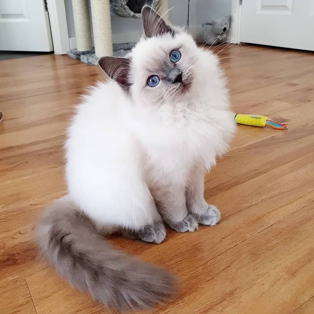 RagdollsClub's tweet photo. Ragdolls are beautiful🐾
#ragdoll
#ragdolllovers
#ragdollcat
#ragdoll_feature
#ragdollkitten
#ragdollcatsofinstagram
#ragdollworld
#ragdolllove
#ragdollcats
#ragdollkitty
#ragdoll_feature
#ragdollofinstagram
#ragdollkittens
#ragdolloftheday
#ragdollmix
#ragdollsofig
#kitten https://t.co/vbRSHAe6vq