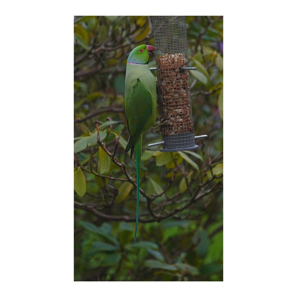 cunabula's tweet photo. "Cor blimey Mary Poppins, it's a ring-necked parakeet!"
Had the windows replaced in the kitchen last week, much easier to focus through. Probably because the glass is clean. Shut up :)
______
#today #diary #calendar #photooftheday #lockdownproject
#na… https://t.co/jxYJGkRblB https://t.co/KqSInoYl8X