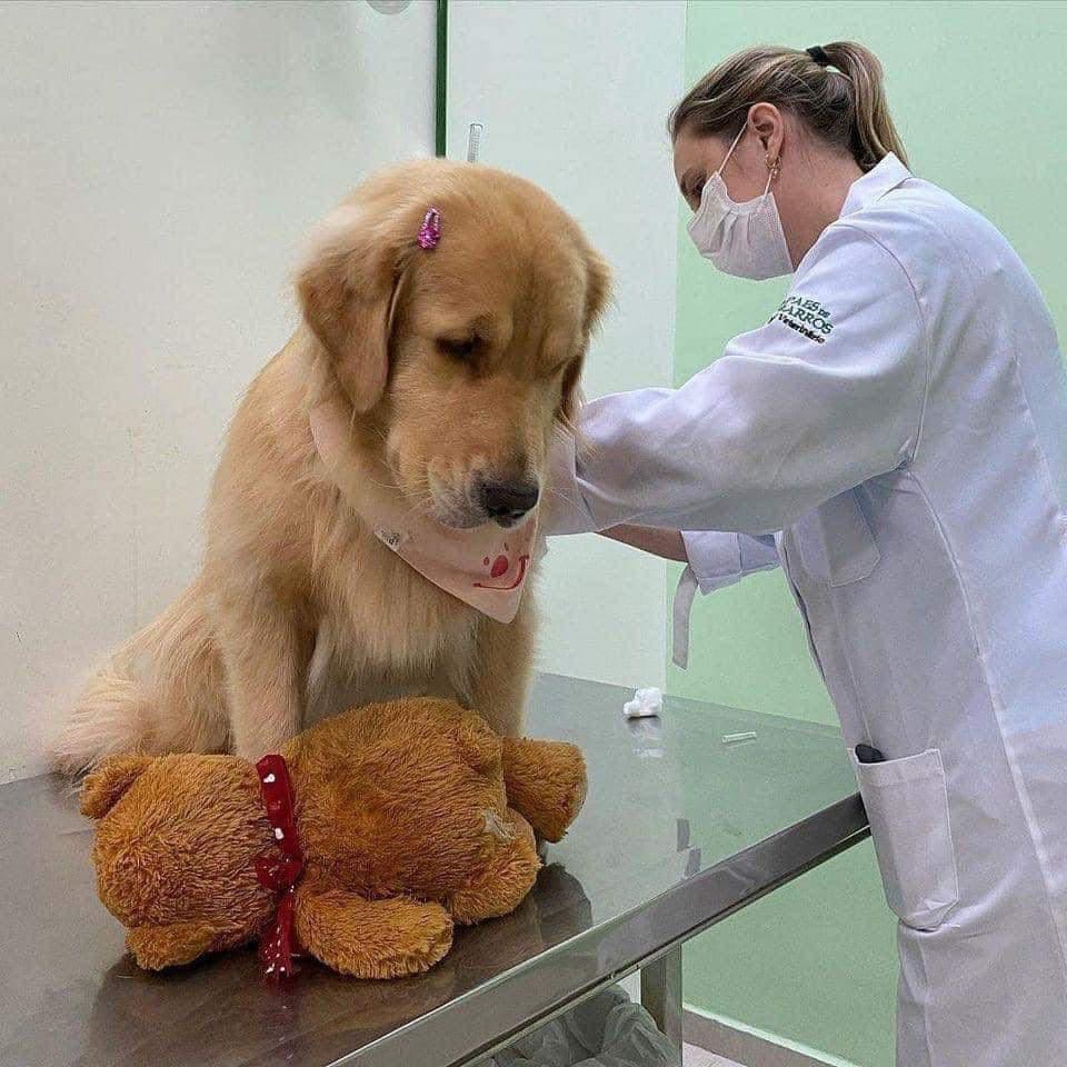 💖 (@twaniimals) on Twitter photo 