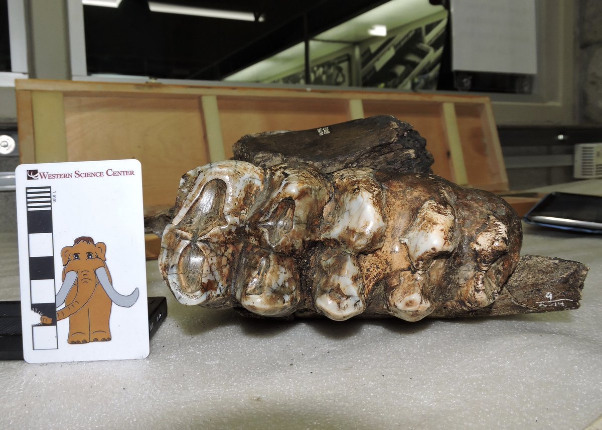 Max Mastodon (@maxmastodon) on Twitter photo A Pacific #mastodon lower 3rd molar, from the <a href="/labreatarpits/">La Brea Tar Pits</a>. #DailyMastodon #paleontology #fossil A Pacific #mastodon lower 3rd molar, from the <a href="/labreatarpits/">La Brea Tar Pits</a>. #DailyMastodon #paleontology #fossil