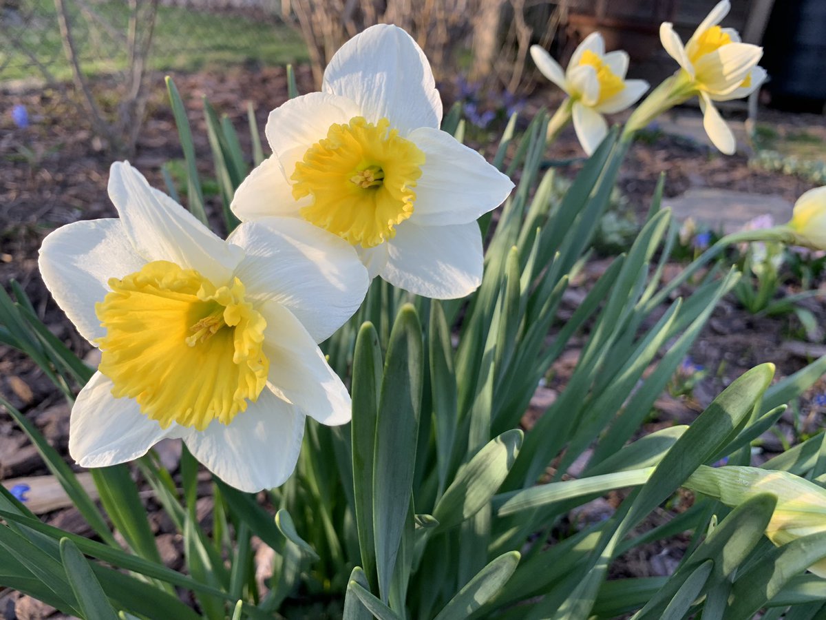 What a treat to come home to! First daffodils. 26c in #Toronto right now, enjoying while it lasts… #spring #gardening 🇨🇦