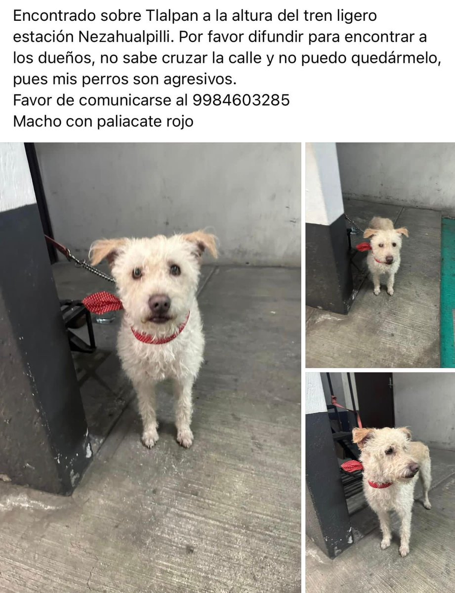 Paola Palacio (@paogang) on Twitter photo 