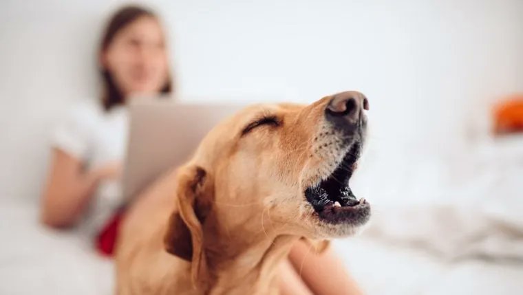 Almuoc's tweet image. Effective Ways to Deal With a Barky Dog. buff.ly/3ZLzJHK

 #dogbarking #dogbehaviourist #dogbehaviortraining #dogbehaviormodification