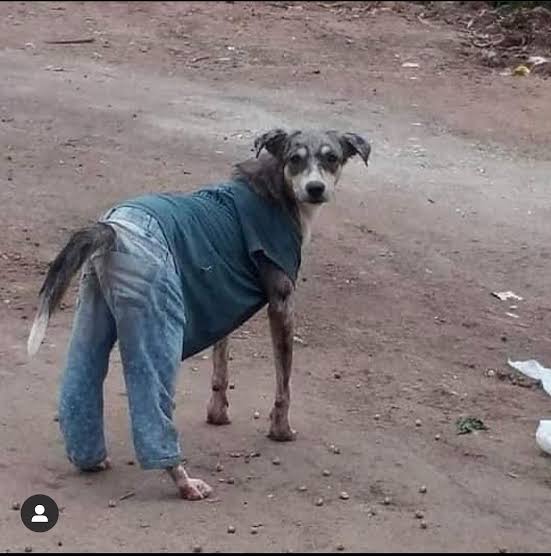 DogsDoAspas's tweet image. Dia 17

Cachorro vestido
@loud_aspas