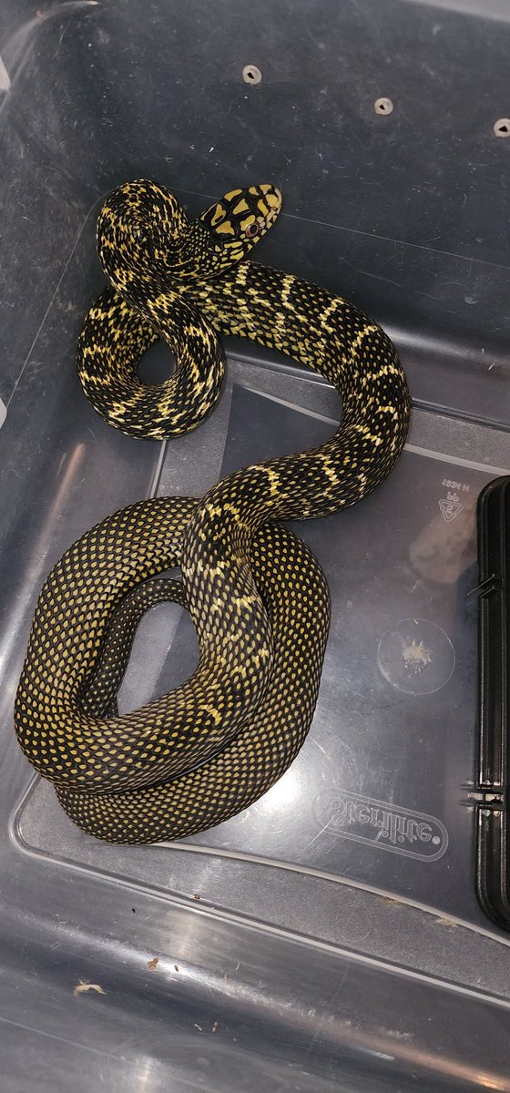 AvianWizard's tweet photo. My Chinese King Ratsnake(Elaphe carinata)

#kingratsnake #ratsnake #colubrid #reptile #snake #pets https://t.co/sGS19wA02e