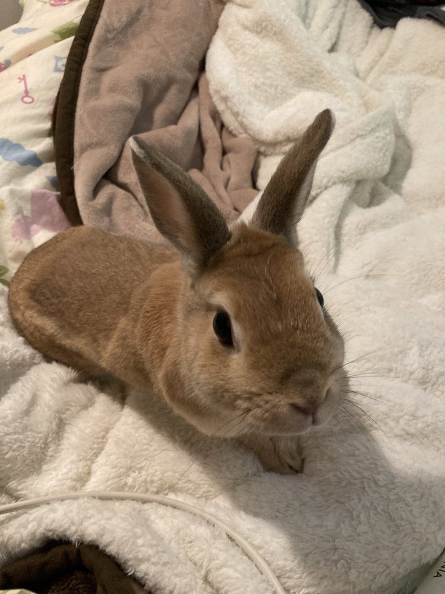 🐇「それはおやつですか？」