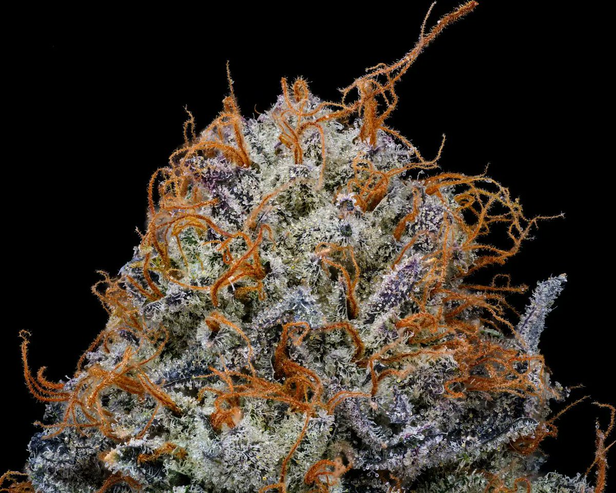 🏚️TerpHouse OG🏚️ It's always been a culture of sharing 🎁 Excited to share with you some things special things we've been given.
#cannabisindustry #CannabisCommunity