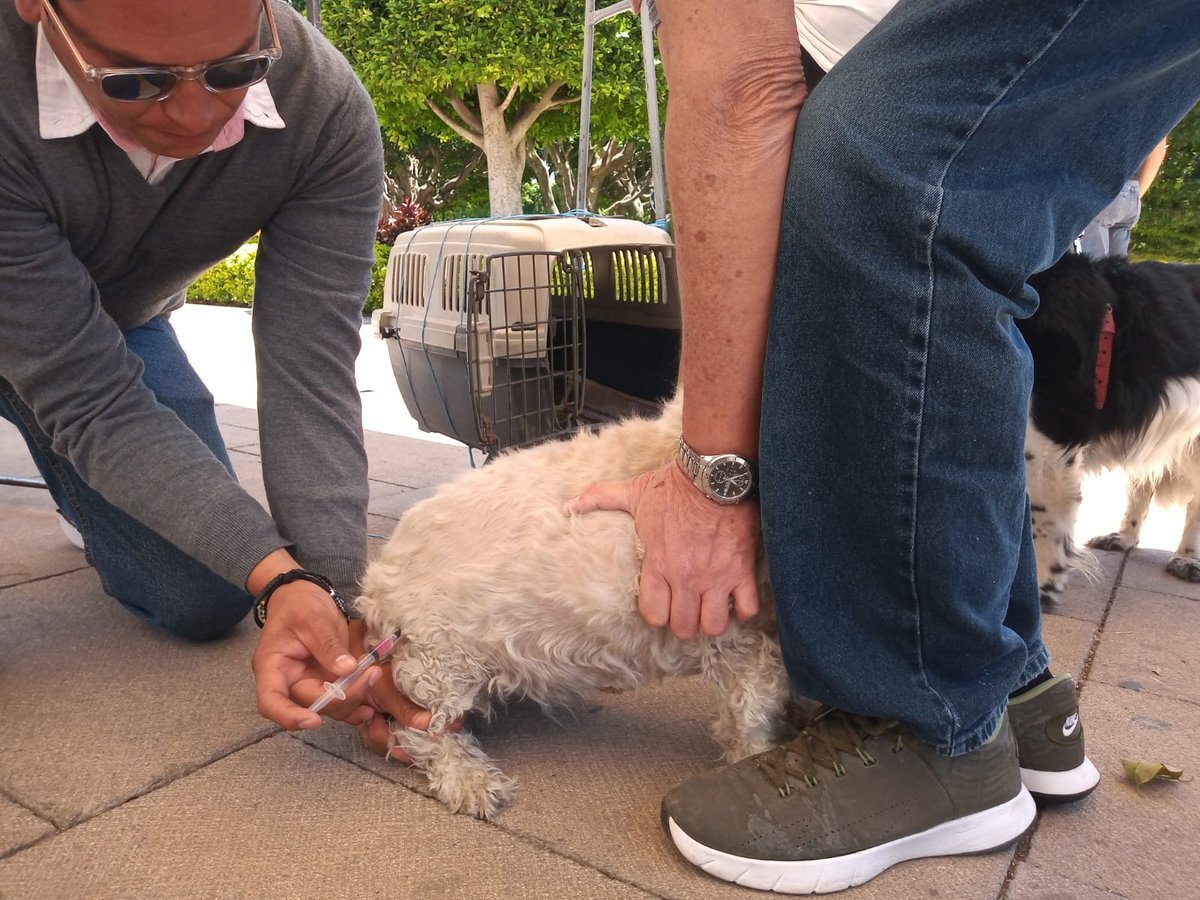 CANIrapuato's tweet photo. 🐩 Gracias a los #DueñosResponsables que trajeron a sus mascotas a vacunar contra la rabia en este #MiércolesCiudadano. Recuerda, vacunarlos es un acto de amor. ¡Nos vemos en 15 días!

#CANIAmigos https://t.co/F0Pg7fz3kl
