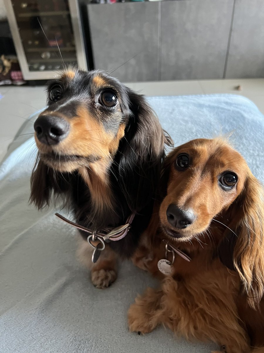 MrsNat5's tweet photo. Lucy and Bella hopes everyone has a wonderful day 💜 https://t.co/vzf1uaxhpl